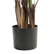 PALMA C/POTE - 592-460178