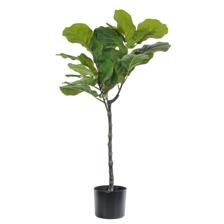 VASO DE FICUS LYRATA C/ 90X50X90CM - 592-460181