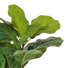 VASO DE FICUS LYRATA C/ 90X50X90CM - 592-460181