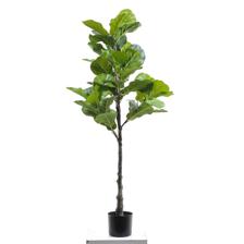 moundlily - 592-460182