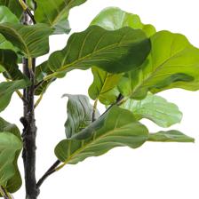 moundlily - 592-460182