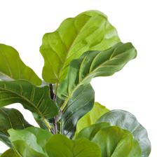 moundlily - 592-460182