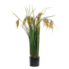 moundlily - 592-460189