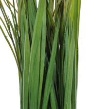 moundlily - 592-460189