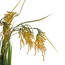 moundlily - 592-460189