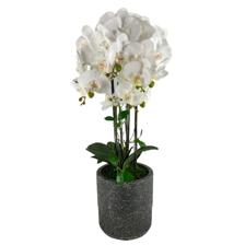 ORQUÍDEA C/VASO 72CM - 592-470058