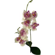 BUTTERFLY ORCHID WITH TWO BRANCHES - 592-480045