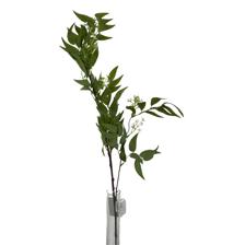 Bamboo leaves - 592-480123
