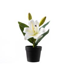 Lily mini potted plants - 592-480269