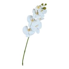 7 PHALAENOPSIS - 592-480401