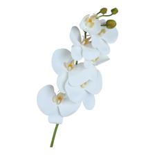 7 PHALAENOPSIS - 592-480401