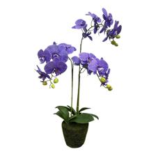 ORQUIDEA DECOR - 592-510004