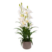 Cymbidium bonsai - 592-510009
