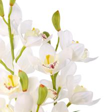 Cymbidium bonsai - 592-510009