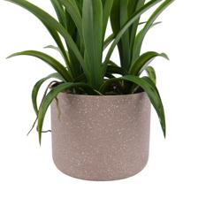 Cymbidium bonsai - 592-510009