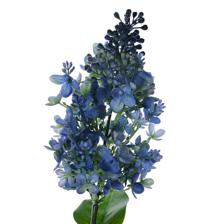 Lilac branch - 592-510049