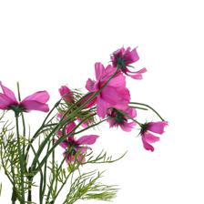 Coreopsis branch - 592-510051