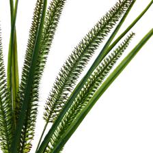 Cattail grass bundle - 592-510053