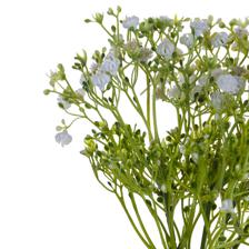 Babysbreath bundle - 592-510063