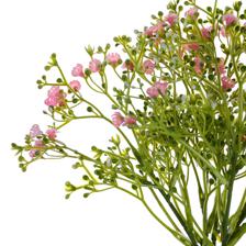 Babysbreath bundle - 592-510065