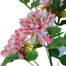 Rama Dahlia 23X19X66CM - 592-510068