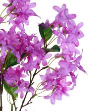 Winterjasmine branch - 592-510081