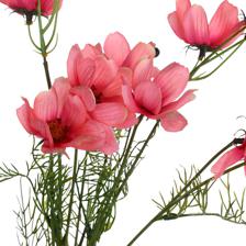 Rama Coreopsis - 592-510082