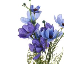Coreopsis bundle - 592-510083