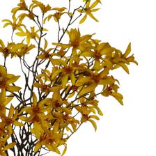 Jasmim Rama - 592-510088