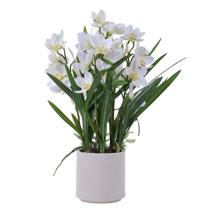cymbidium bonsai - 592-510089