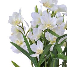 cymbidium bonsai - 592-510089