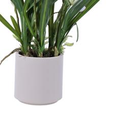 cymbidium bonsai - 592-510089