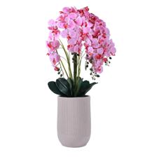 orchid bonsai - 592-510090