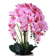 orchid bonsai - 592-510090