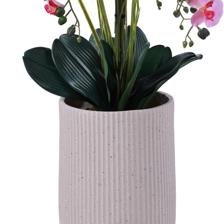 orchid bonsai - 592-510090