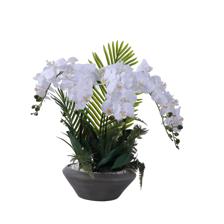 ORQUÍDEA BLANCA C/POTE - 592-510092