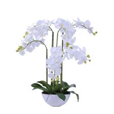 orchid bonsai - 592-510093