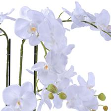 orchid bonsai - 592-510093