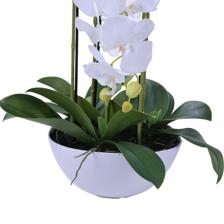 orchid bonsai - 592-510093