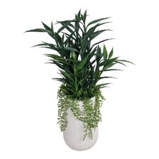 PLANTA C/POTE - 592-510094