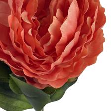 TALO DE PEÔNIA - 592-530009