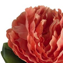 TALO DE PEÔNIA - 592-530009