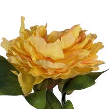 TALO DE PEÔNIA - 592-530010