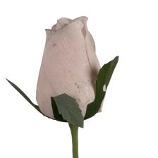 HASTE DE ROSA ROYAL TOUCH - 592-530020