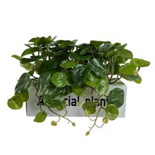 HOJAS PEQUEÑAS EN MACETA EN CA - 592-530021