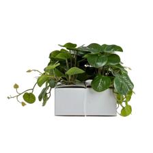 HOJAS PEQUEÑAS EN MACETA EN CA - 592-530021