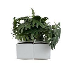 POTTED SPRING RAIN LEAVES6 ASSORTED IN GIFTBOX - 592-530023