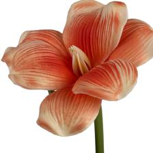 HASTE DE BROWNIE ROYAL TOUCH - 592-530028