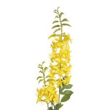 PLANTA DECORATIVA - 592-530058