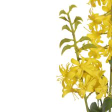 PLANTA DECORATIVA - 592-530058